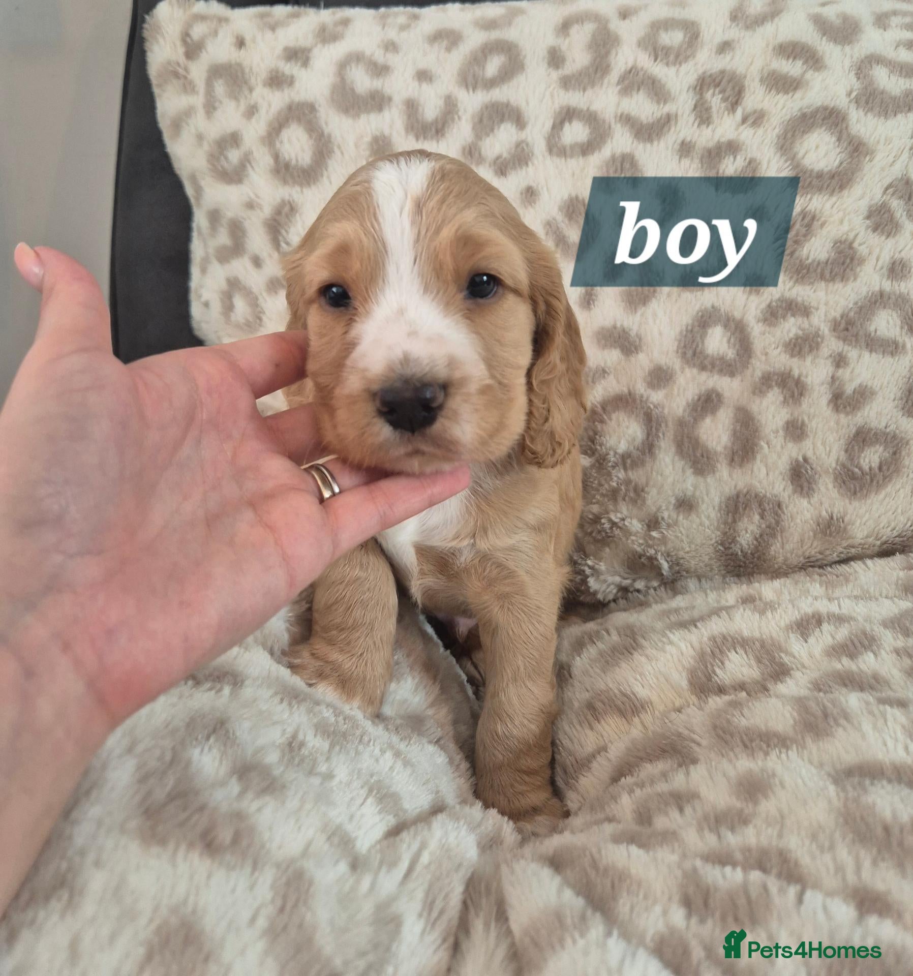 Cocker Spaniel dogs 2 cocker spaniel boy puppies  - Advert 1