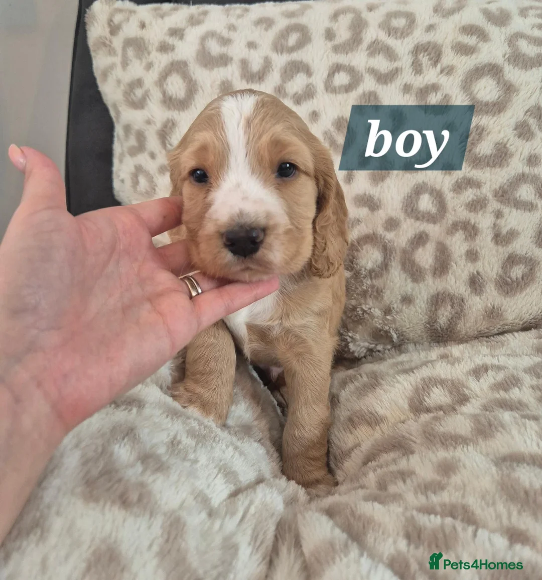 Cocker Spaniel dogs for sale: 2 cocker spaniel boy puppies  - Advert 1