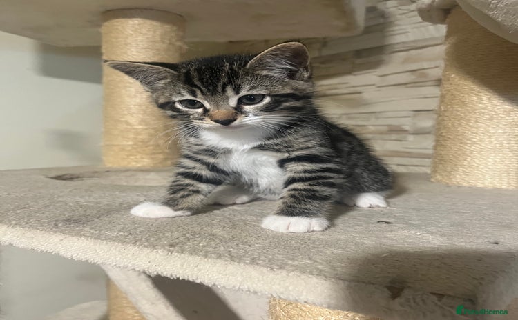 Mixed Breed cats - Advert 11