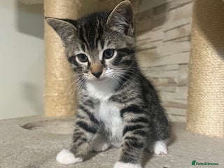 Mixed Breed cats - Advert 5