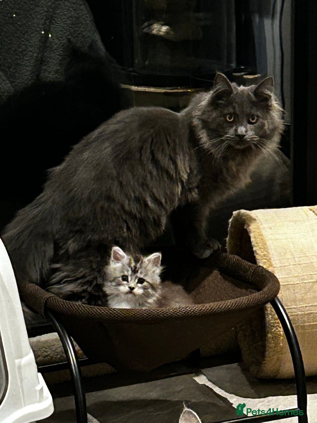 Maine Coon cats for sale: Stunning Purebred Maine Coon Kittens 😺  - Advert 8