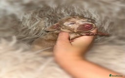 Miniature Dachshund dogs for sale: Tiny miniature kc dachshunds  - Image 11