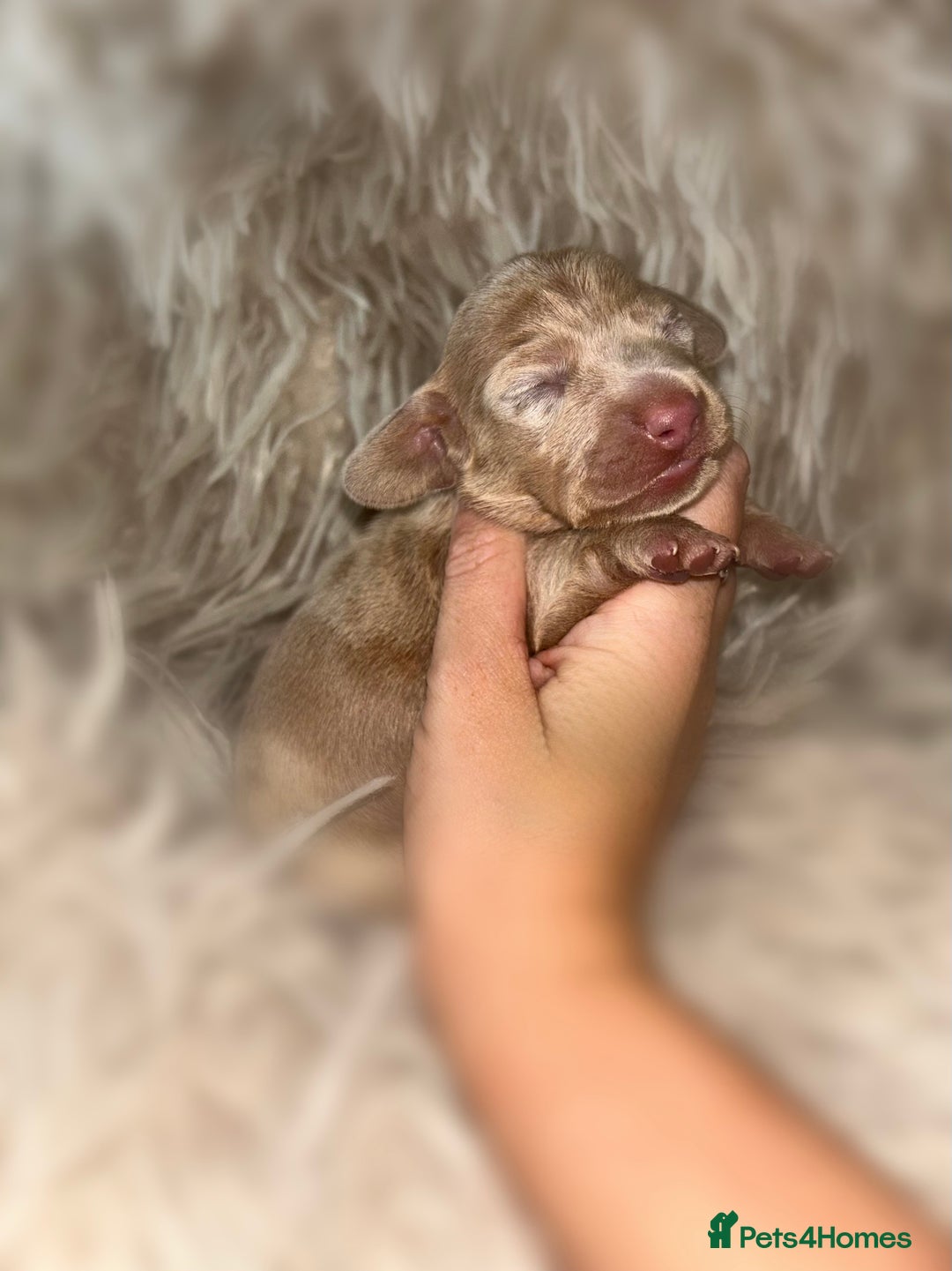 Miniature Dachshund dogs for sale: Tiny miniature kc dachshunds  - Image 11