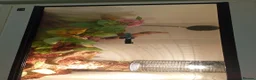Python Snake reptiles for sale: 4 snakes for sale 3 Bally pythons 1 cor snake  in Rugeley - Advert 3