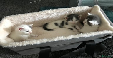 Mixed Breed cats - Advert 2