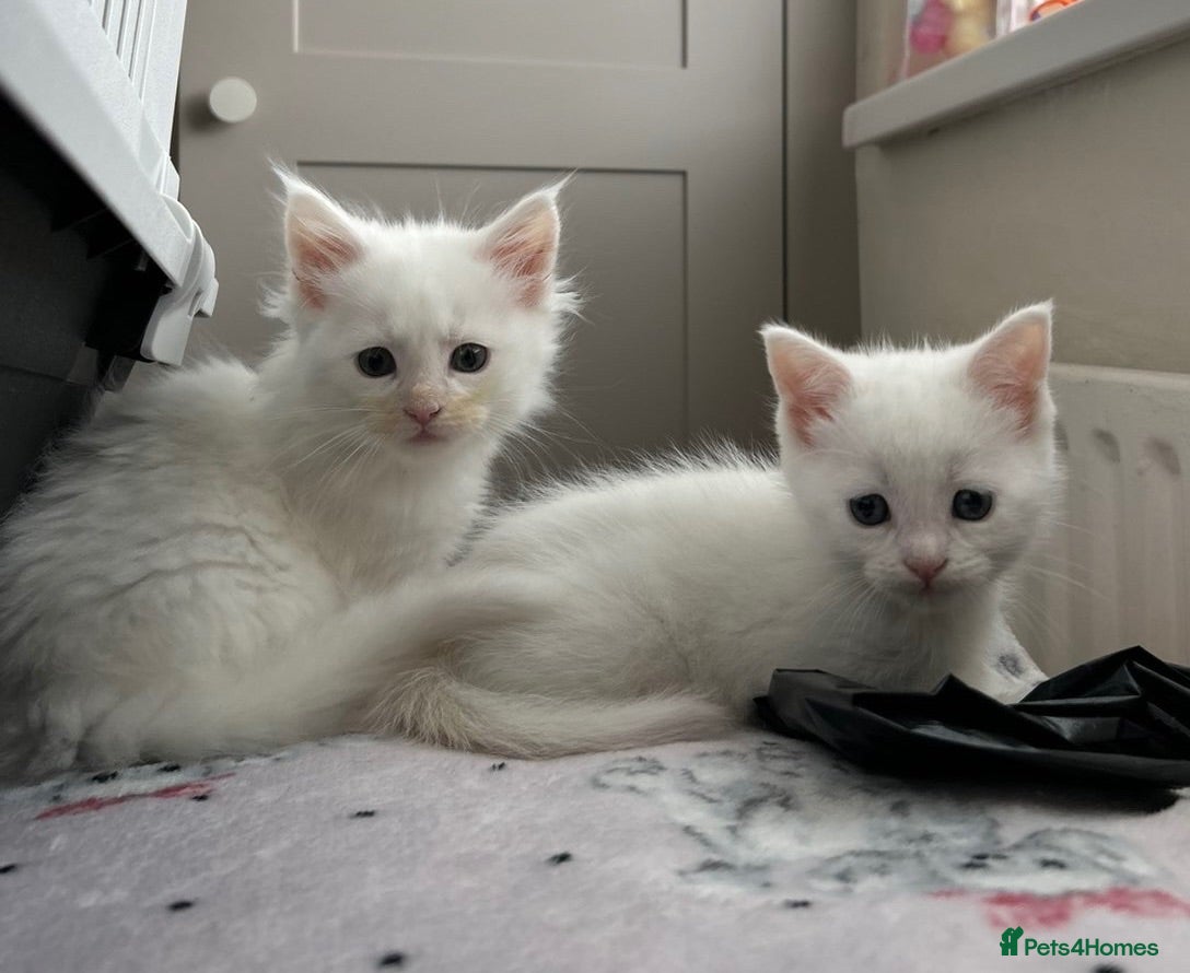 Maine Coon cats Gorgeous Maine coon kittens for sale-1 polydactyl - Advert 2