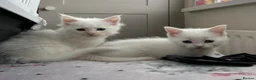 Maine Coon cats for sale: Gorgeous Maine coon kittens for sale-1 polydactyl - Advert 12