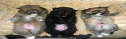 Pomeranian dogs for sale: Extra small fluffy Pomeranian Puppies  - Advert 4