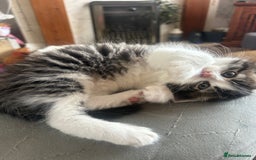 British Longhair cats for sale: Stunning friendly kittens - Image 23