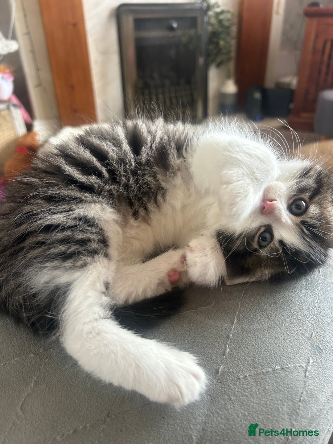 British Longhair cats for sale: Stunning friendly kittens - Image 23