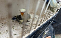 Lovebirds birds for sale: Lovebird for sale, all in good health  - Image 5