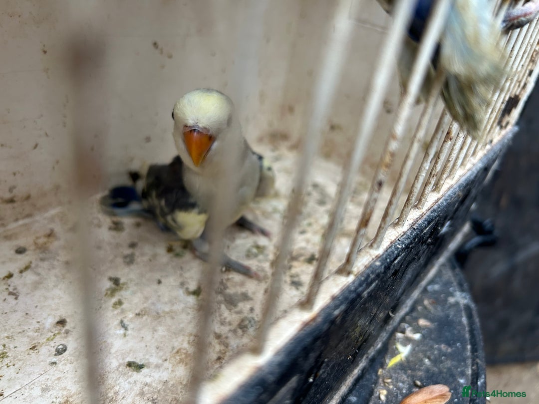 Lovebirds birds for sale: Lovebird for sale, all in good health  - Image 5