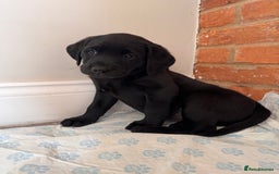 Labrador Retriever dogs for sale: 6 x Beautiful Black Labrador Puppies for sale. - Image 10