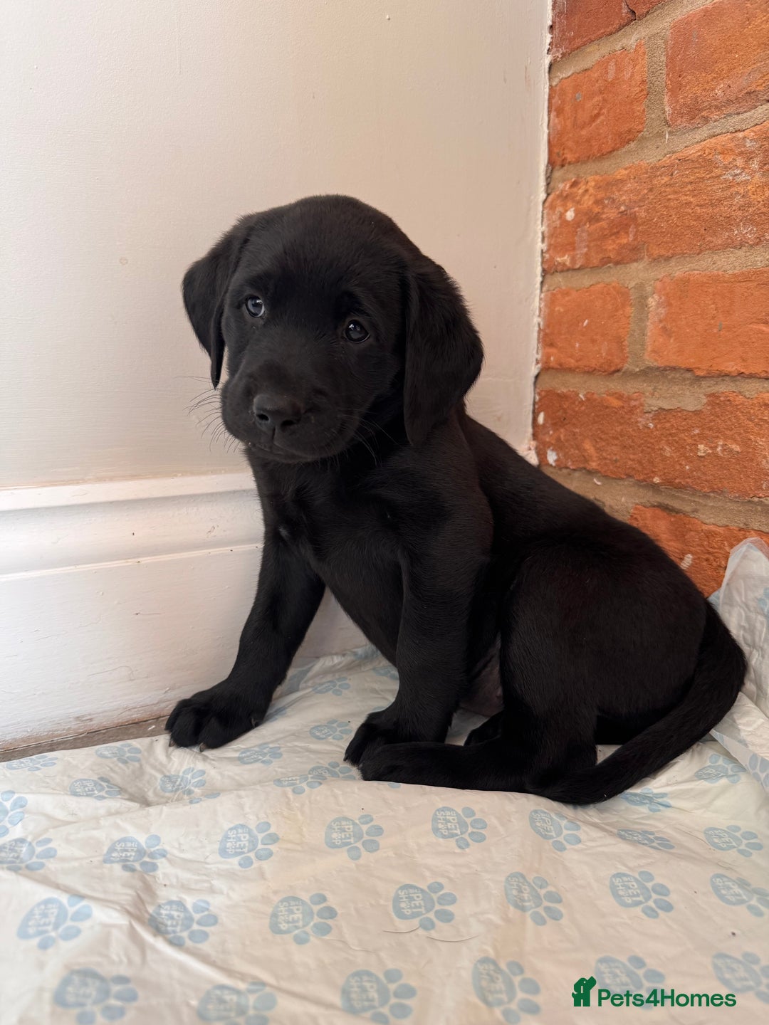 Labrador Retriever dogs for sale: 6 x Beautiful Black Labrador Puppies for sale. - Image 10
