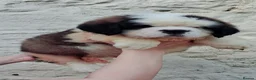 Saint Bernard dogs for sale: Show Quality Saint Bernard's  - Advert 20