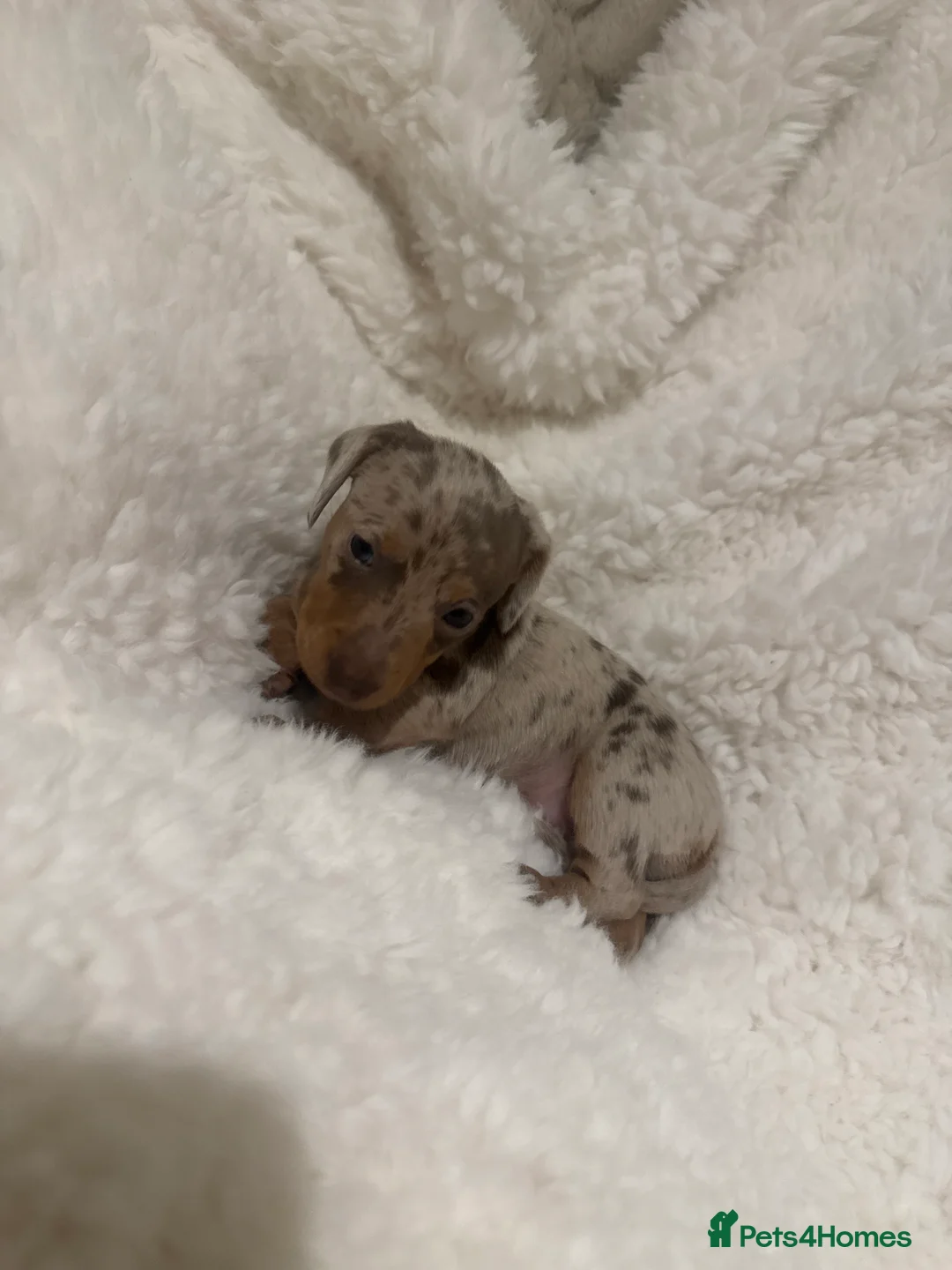 Miniature Dachshund dogs for sale: Outstanding miniature dachshund puppies  - Advert 7