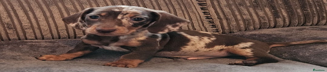 Dachshund Puppy 4