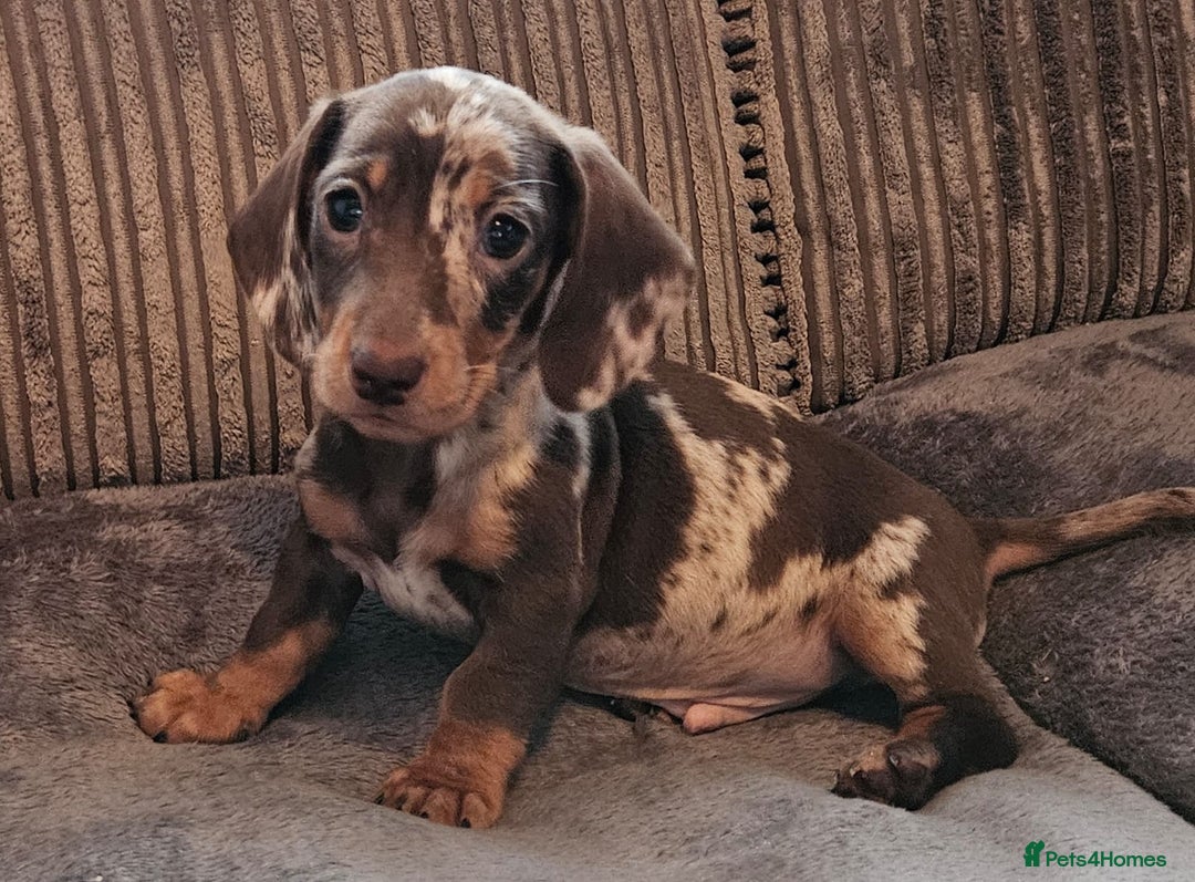 Dachshund dogs for sale: Miniature Dachshund puppy's for sale - Image 13