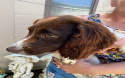 Sprocker dogs for sale: Beautiful sprocker spanials  - Image 15
