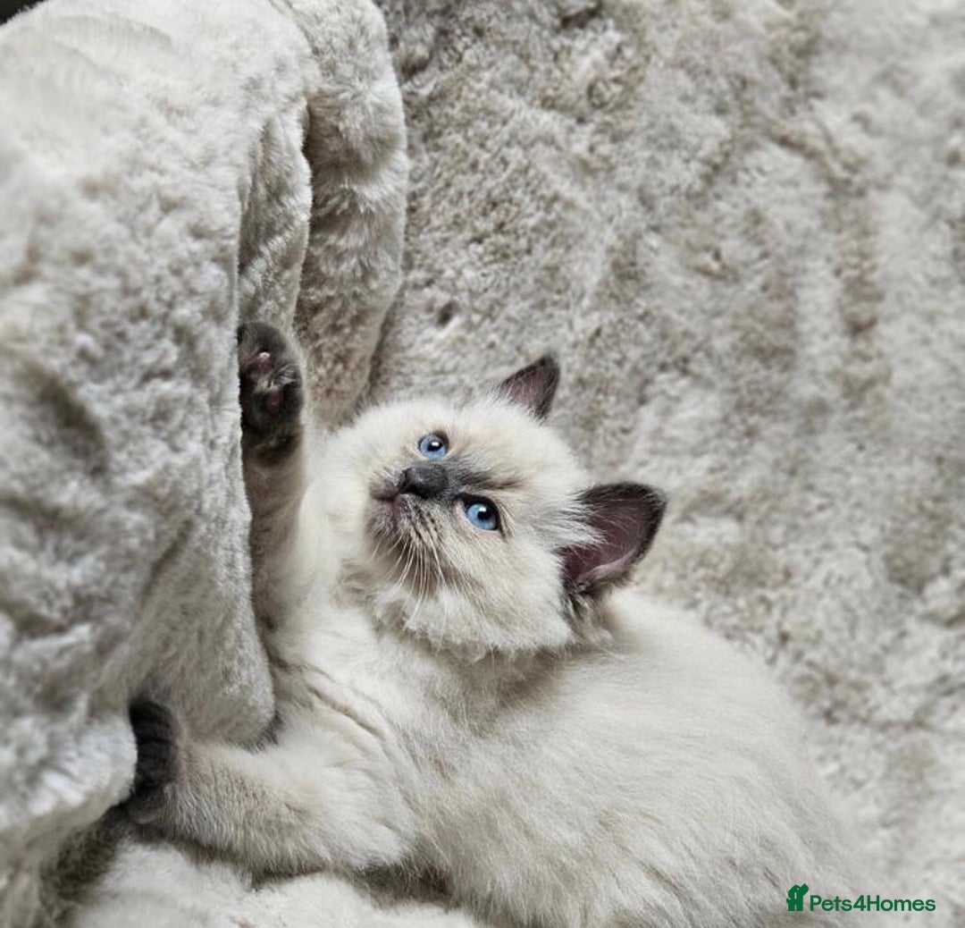 Ragdoll cats for sale: Beautiful Ragdoll Kittens  - Advert 12