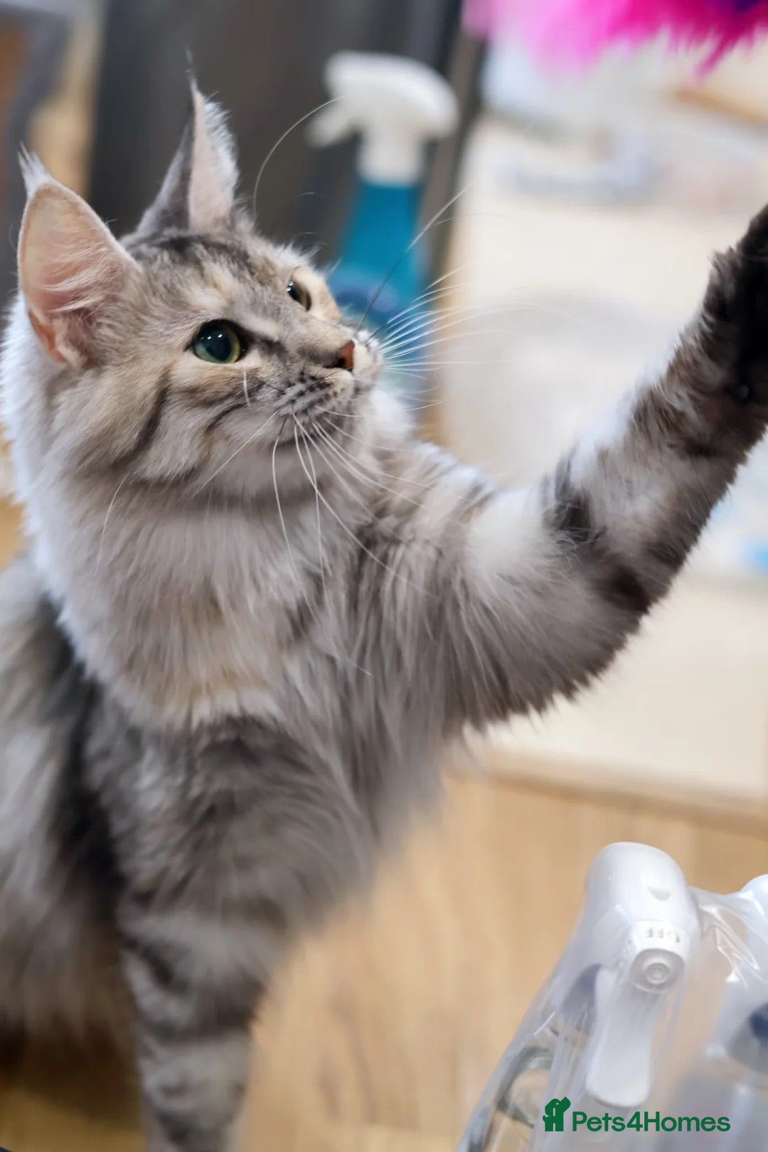Maine Coon cats Maine coon girl finding forever home - Advert 7