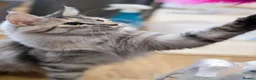 Maine Coon cats for sale: Maine coon girl finding forever home - Advert 6