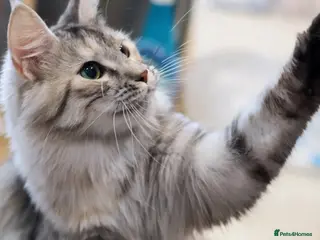 Maine Coon cats Maine coon girl finding forever home - Advert 7