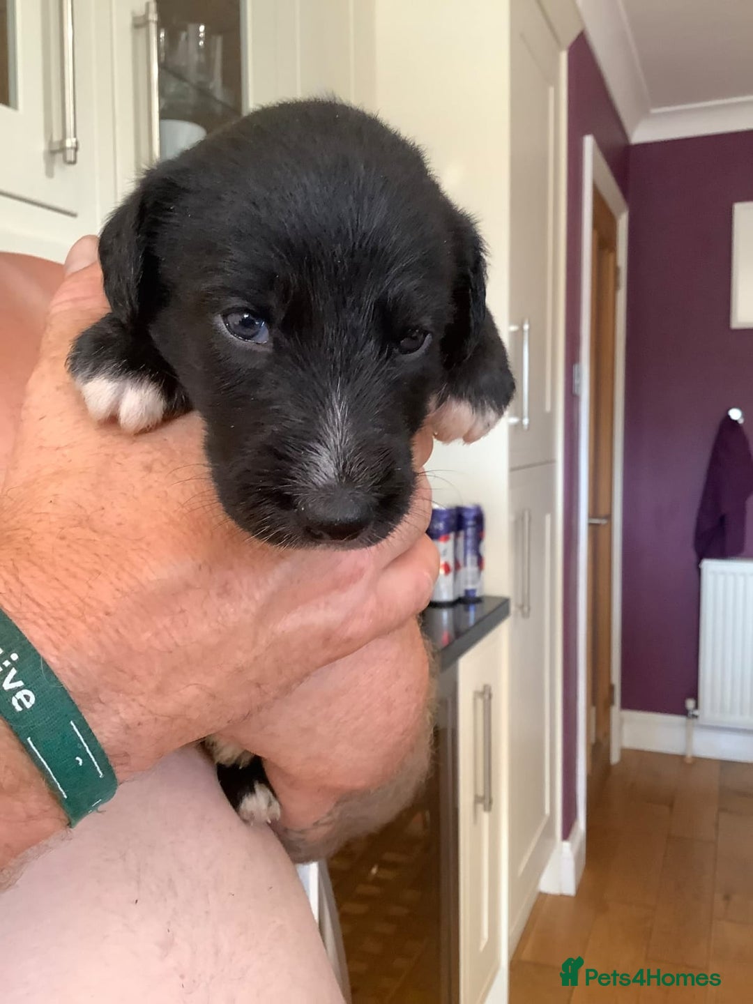 Lurcher dogs for sale: Lurcher puppies  - Image 5