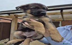 German Shepherd dogs for sale: KC registered German shepherd puppies - Image 14