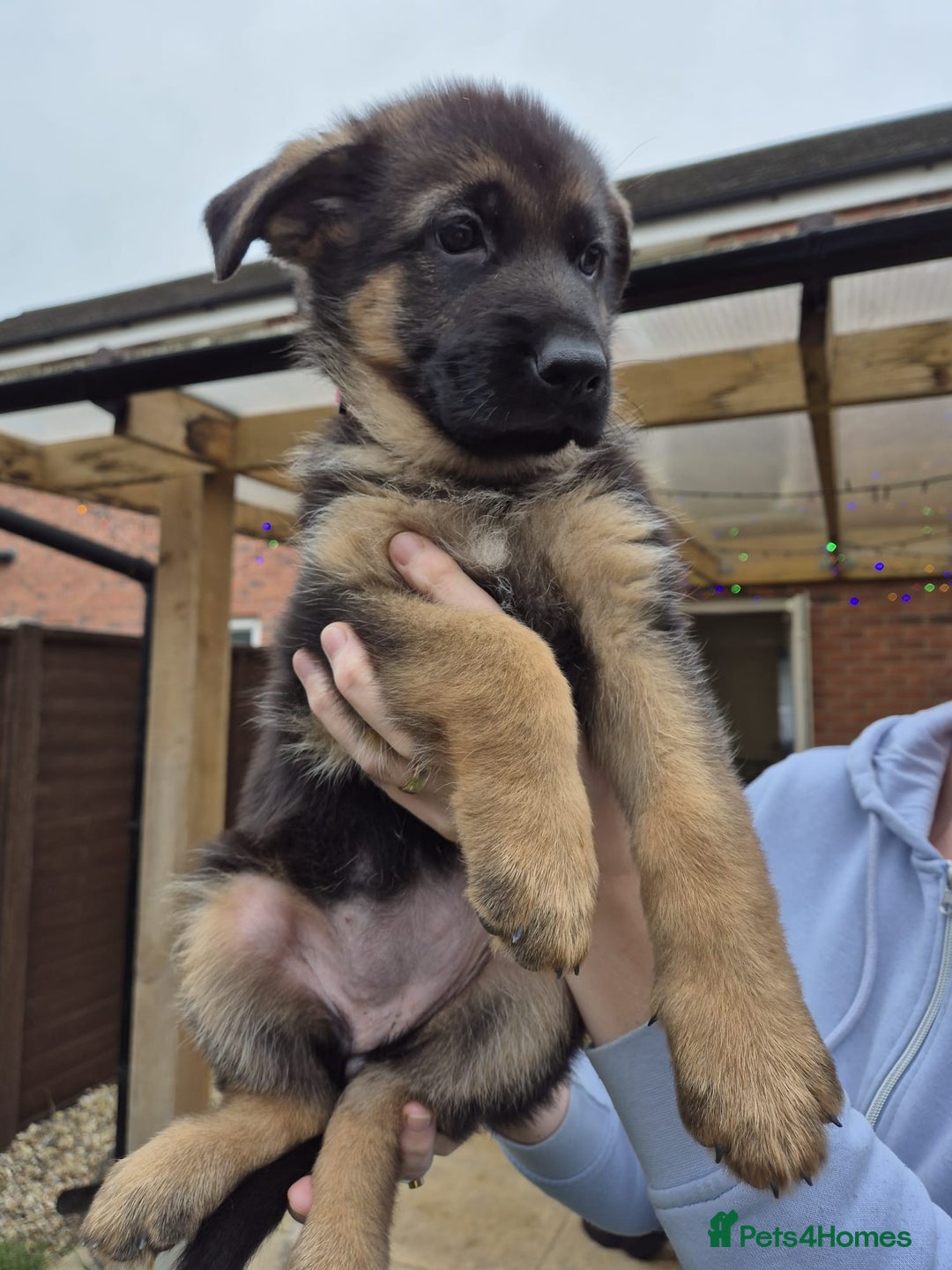 German Shepherd dogs for sale: KC registered German shepherd puppies - Image 14