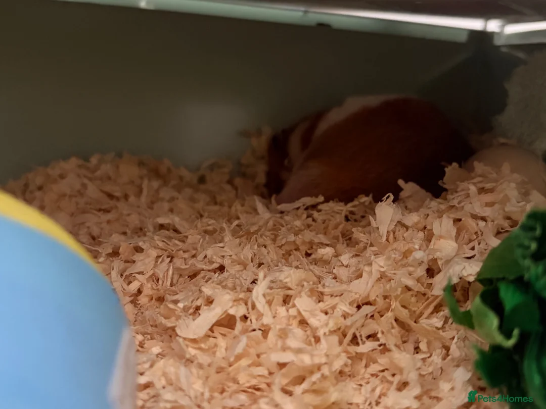 Hamster rodents for sale: Syrian boy hamster  in Chatham - Advert 1