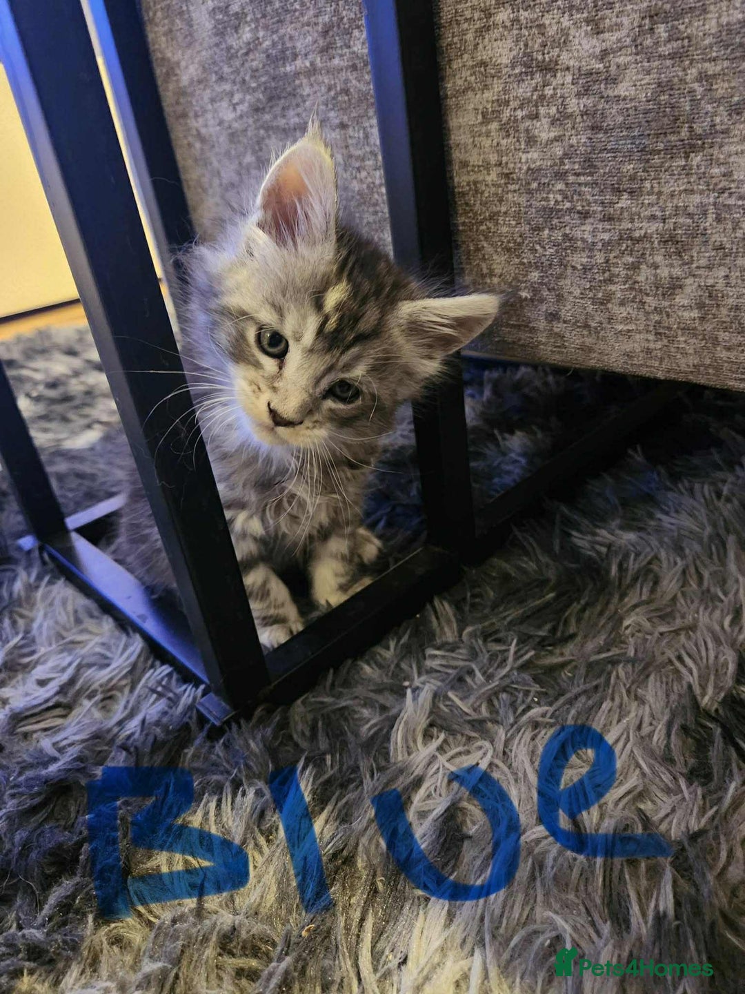 Maine Coon cats for sale: Maine coon kittens ready on 22/12/25 - Advert 19