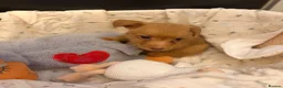 Jackapoo dogs for sale: Stunning litter of jackapoos 4 girls 4 boys in Abergele - Advert 2