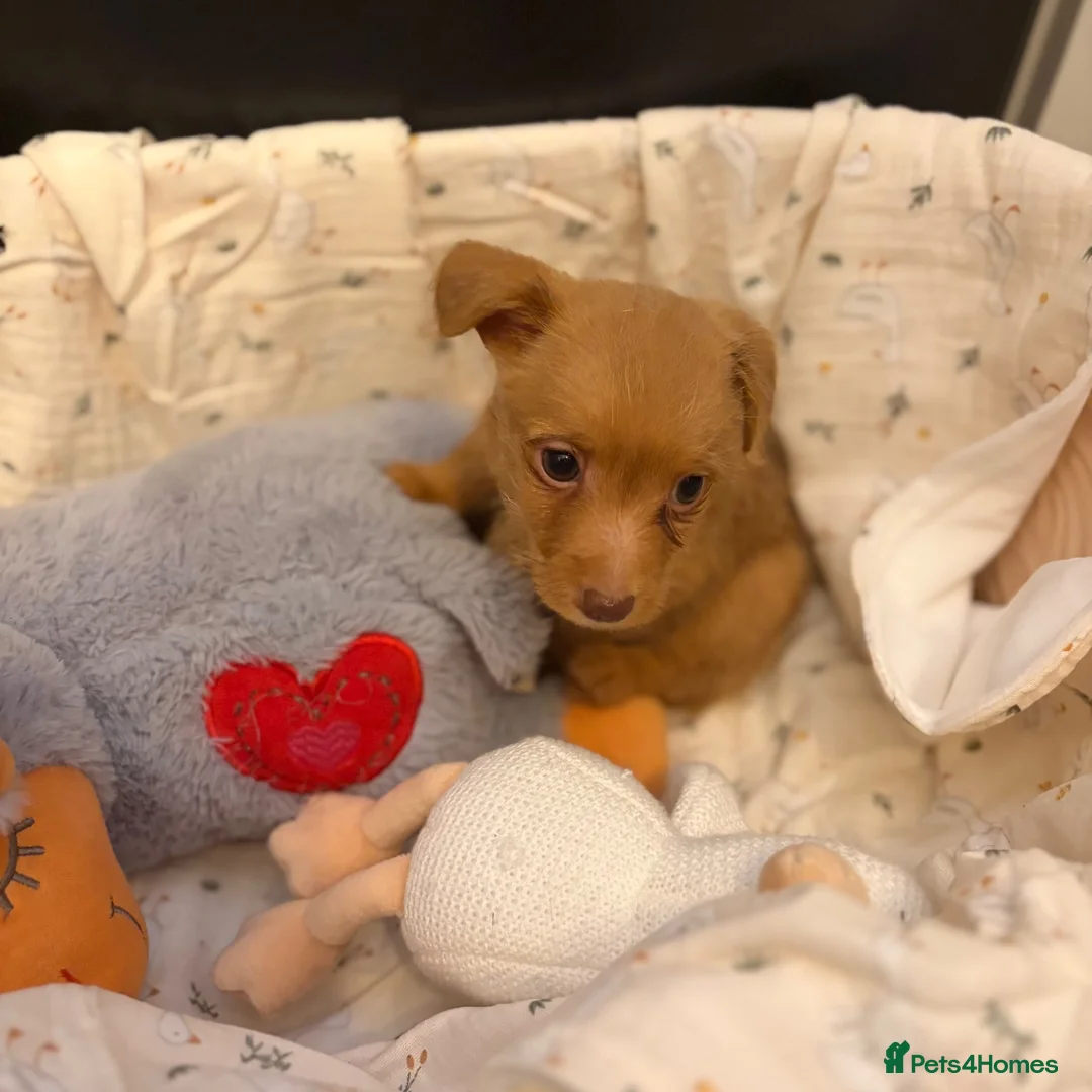 Jackapoo dogs for sale: Stunning litter of jackapoos 4 girls 4 boys in Abergele - Advert 2