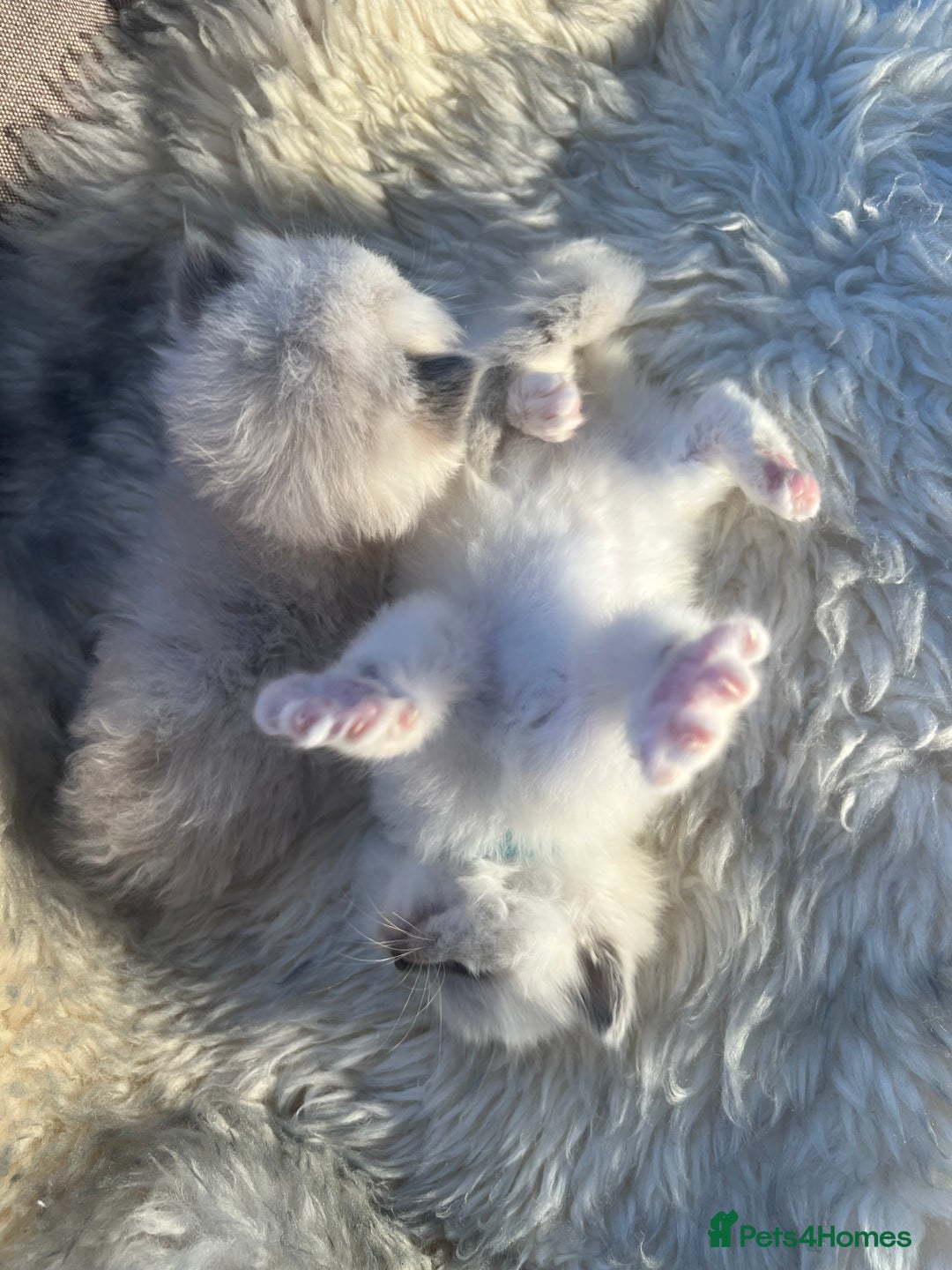 Ragdoll cats for sale: Ragdoll kittens pure breed!!! 😺 - Image 24