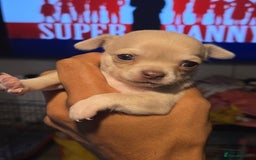 Chihuahua dogs for sale: Gorgeous Chihuahua Puppies Looking 4 Forever Homes - Image 12