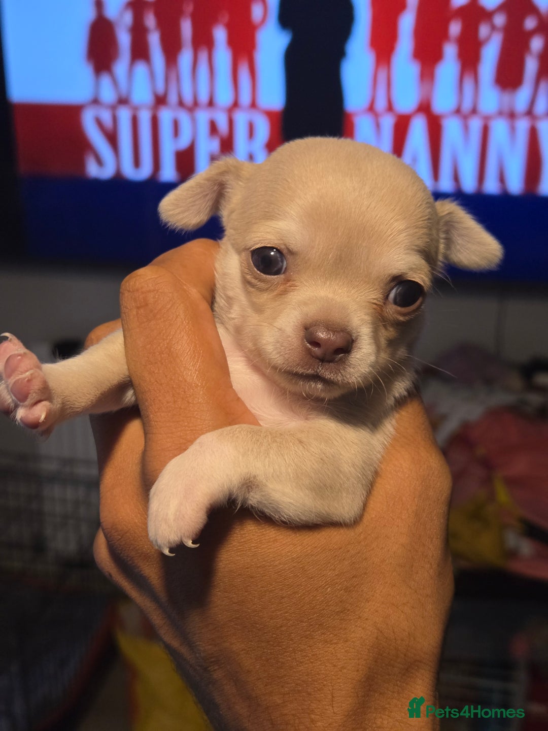 Chihuahua dogs for sale: Gorgeous Chihuahua Puppies Looking 4 Forever Homes - Image 12