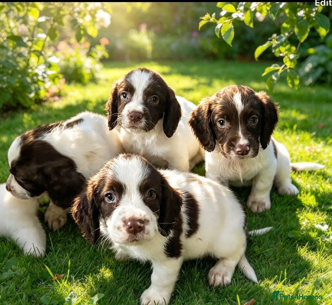 English Springer Spaniel dogs Springer spaniel puppies for sale - Advert 2