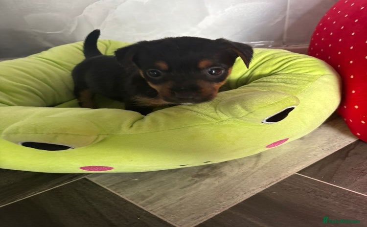 Jack Russell dogs - Advert 14
