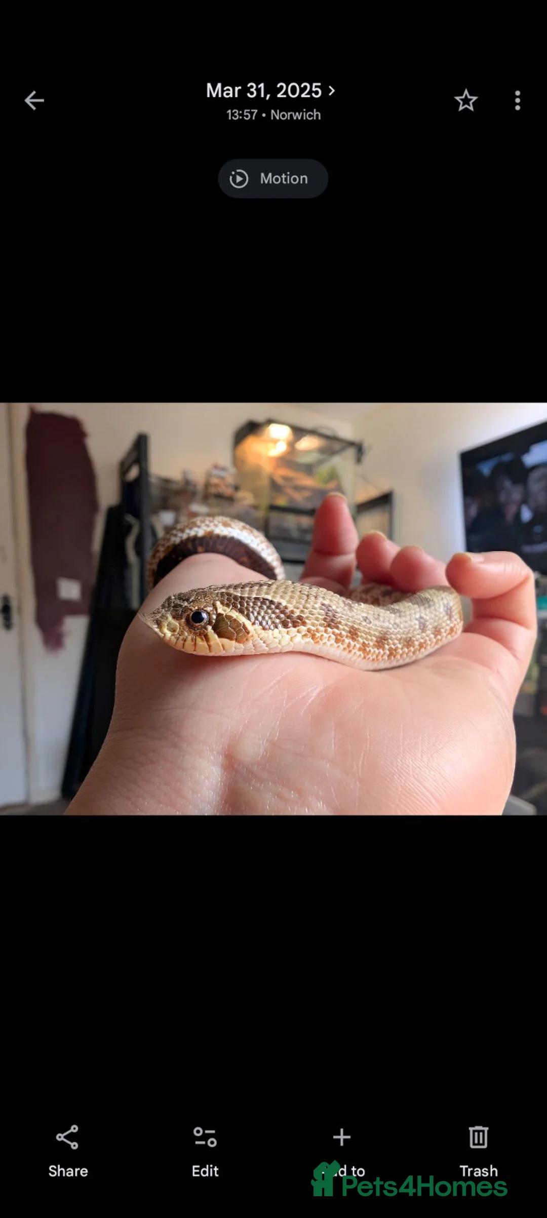 Mixed Breed reptiles for sale: Various reptiles looking for new homes  - Advert 2