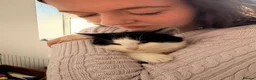 British Shorthair cats for sale: EXTRA SPECIAL HOME NEEDED price is for pair - Advert 5