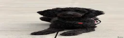 Cockapoo dogs for sale: Cockapoo Puppies Looking for Their Forever homes - Advert 1