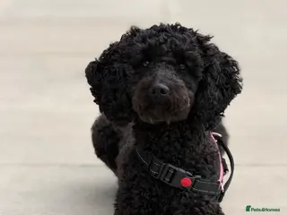 Cockapoo dogs Cockapoo Puppies Looking for Their Forever homes - Advert 2