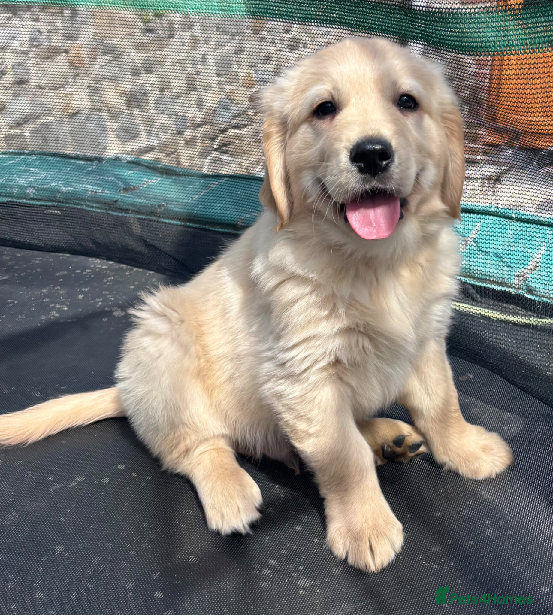 Golden Retriever dogs KC golden retriever pups health tested parents  - Advert 1