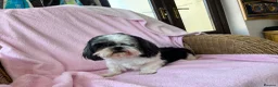 Shih Tzu dogs for sale: Loving ShihTzu  - Advert 3