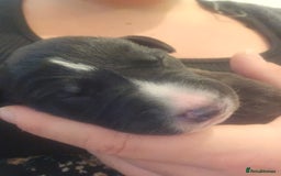 Lurcher dogs for sale: Lurcher puppies  - Image 5