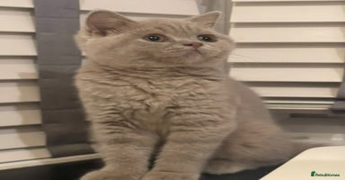 British Shorthair cats - Advert 14
