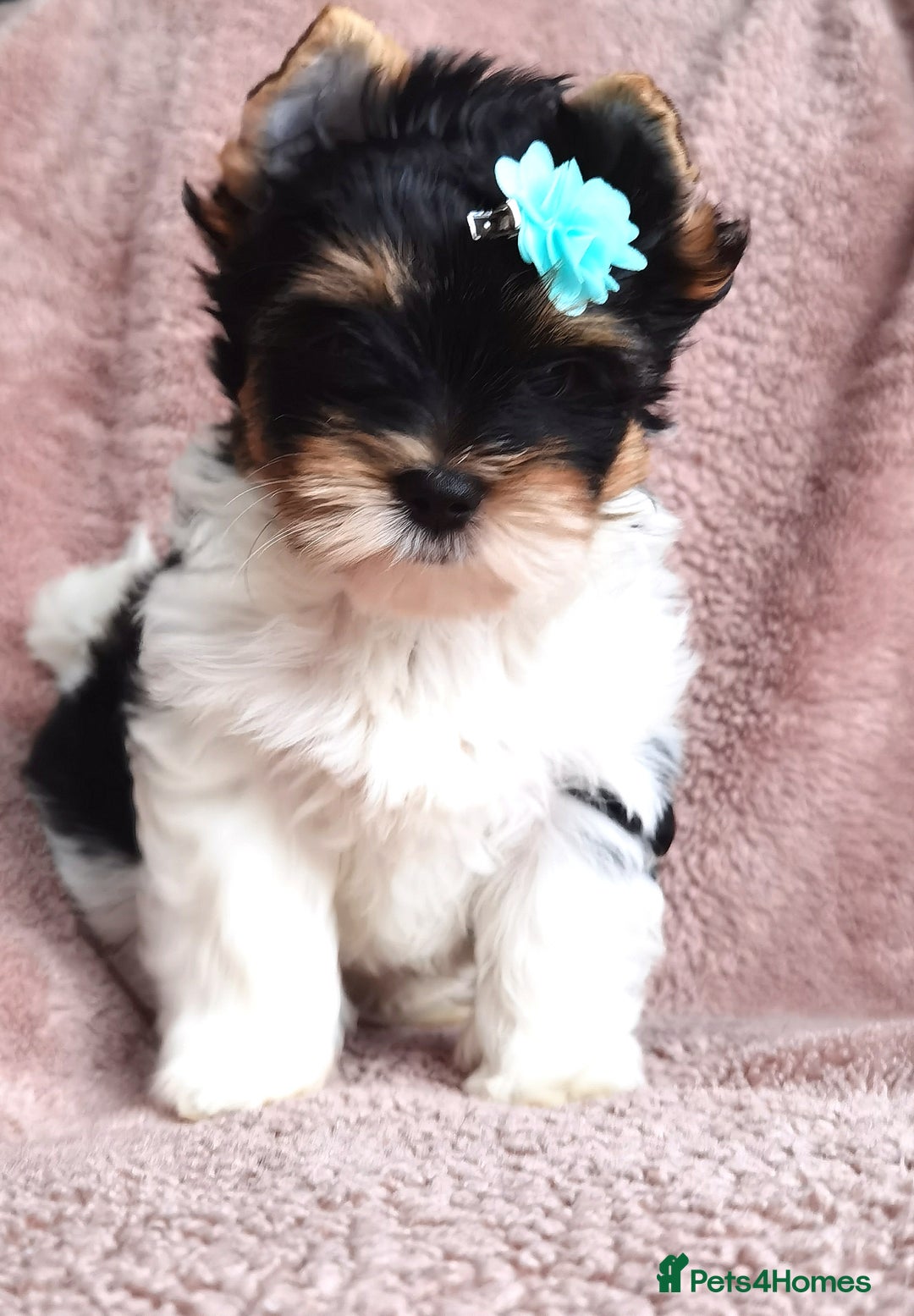 Yorkshire Terrier dogs for sale: Very Beautiful puppies, pure yorkshire terriers  - Advert 2
