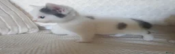 Mixed Breed cats for sale: 10 beautiful cuddly kittens - Advert 18