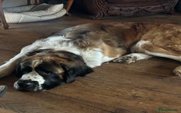 Saint Bernard dogs for sale: Saint Bernard looking for a new home  - Image 1